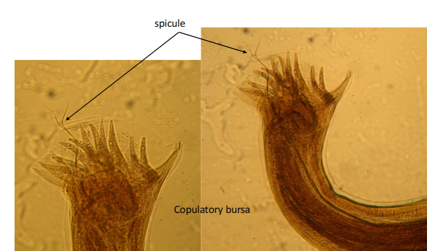 <p><span>Ancylostoma duodenale (hookworm) male</span><br><span>posterior</span></p>