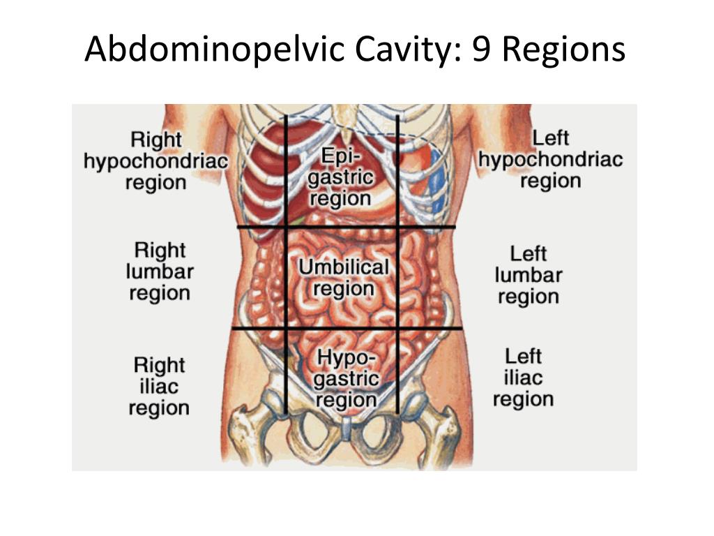 <p>Includes R→L H → L 1) right hypochondriac region 2) epigastric region 3) left hypochondriac region 4) right lumbar region 5) umbilical region 6) left hypochondriac region 7) right inguinal region 8) hypogastric region 9) left inguinal region </p>