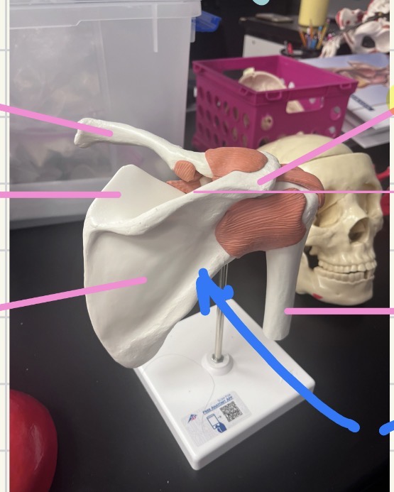 <p>Identify the acromion, infraspinous, teres minor, supraspinous fossa on the POSTERIOR of the right scapula.</p>