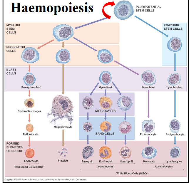 <p>Haemopoiesis Diagram</p>