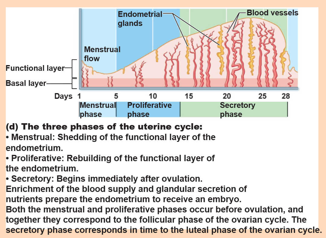 <p>Estrogen prompts the generation of a new functional layer and increases spiral artery number</p>