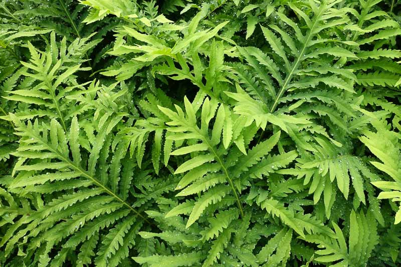 <p>wavy-lobed pinnae, dies at frost</p>