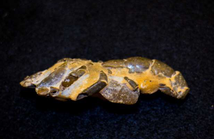 <p>Identify the phylum and name?</p>