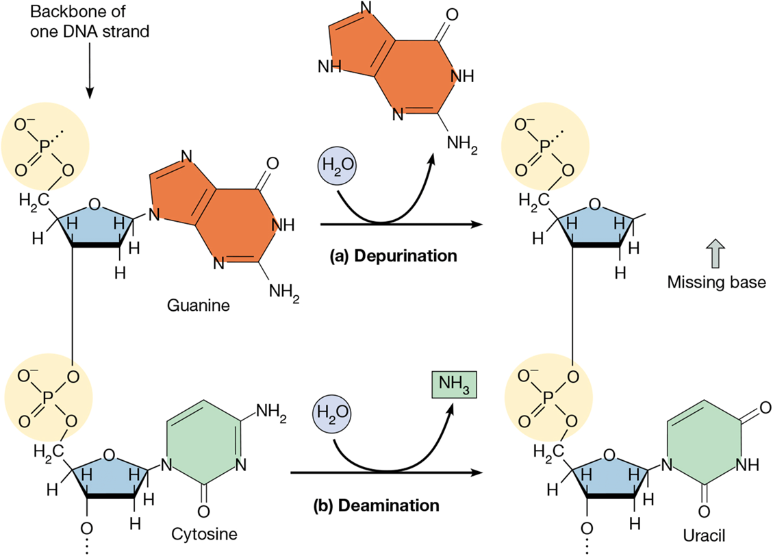 <p>chemically alters base so it will mispair in next replication</p><p>increases likilihood of deamination</p>