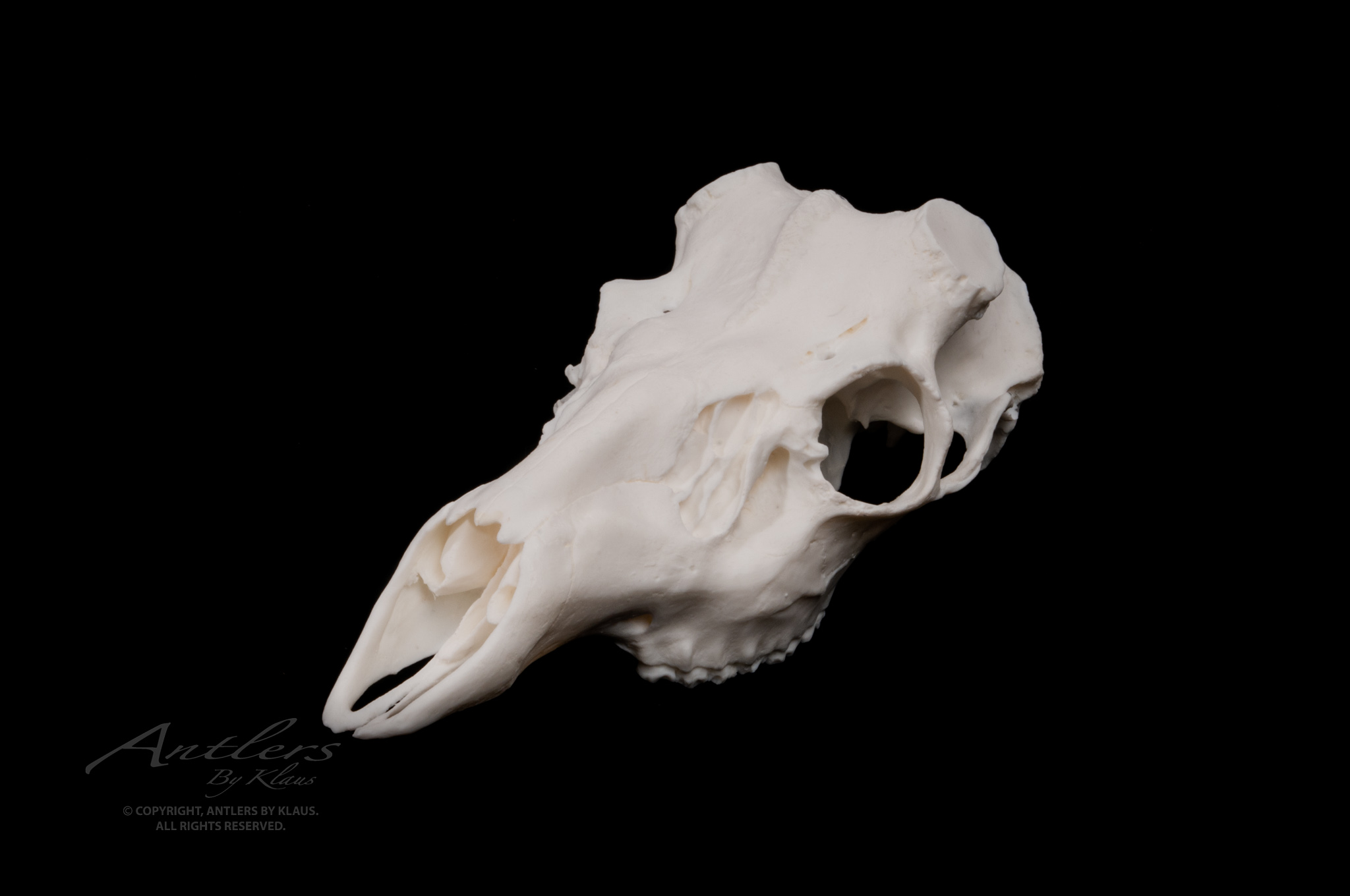<p>Odocoileus hemionus </p>
