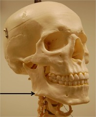 <p>a part of the mandible</p>