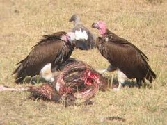 <p>an organisms that feeds on the bodies of dead organisms</p>