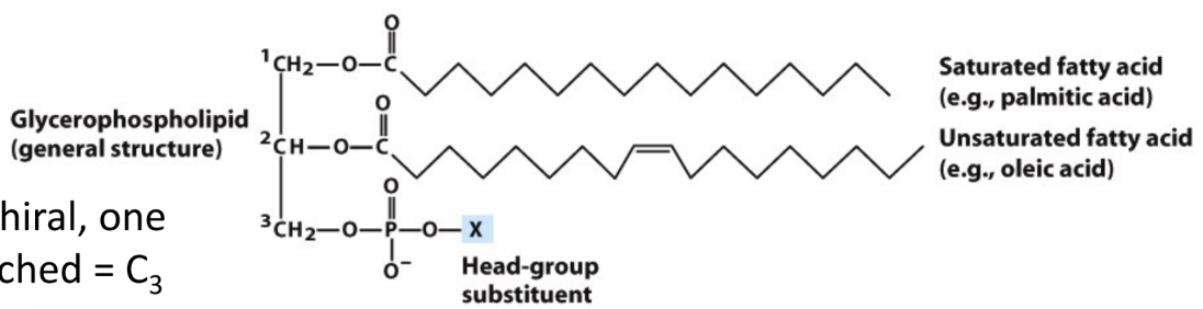 <p>What head group is in phosphatidylserine (PS)?</p>