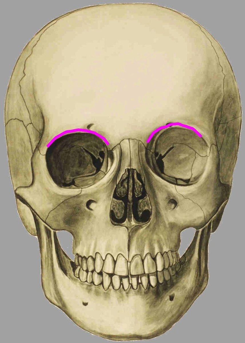 <p>pars orbitalis, grens met de squama, vindt men twee incinsurae of foramina</p>