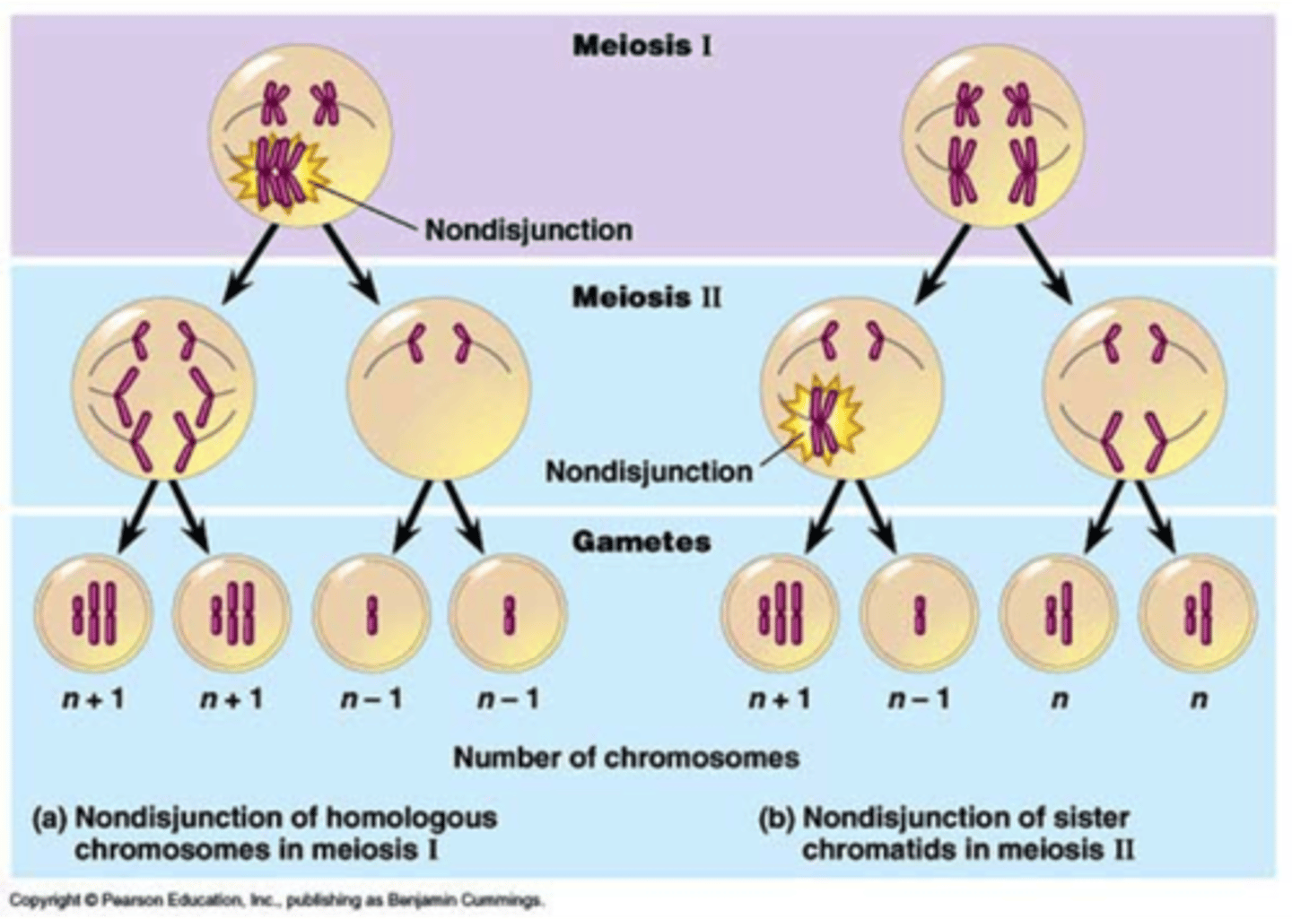 <p>only daughter cell after meiosis 1 is affected. therefore when this daughter cell undergoes a second round of division, only one pair of gamete daughter cells are affected (ie n+1, n-1)</p>