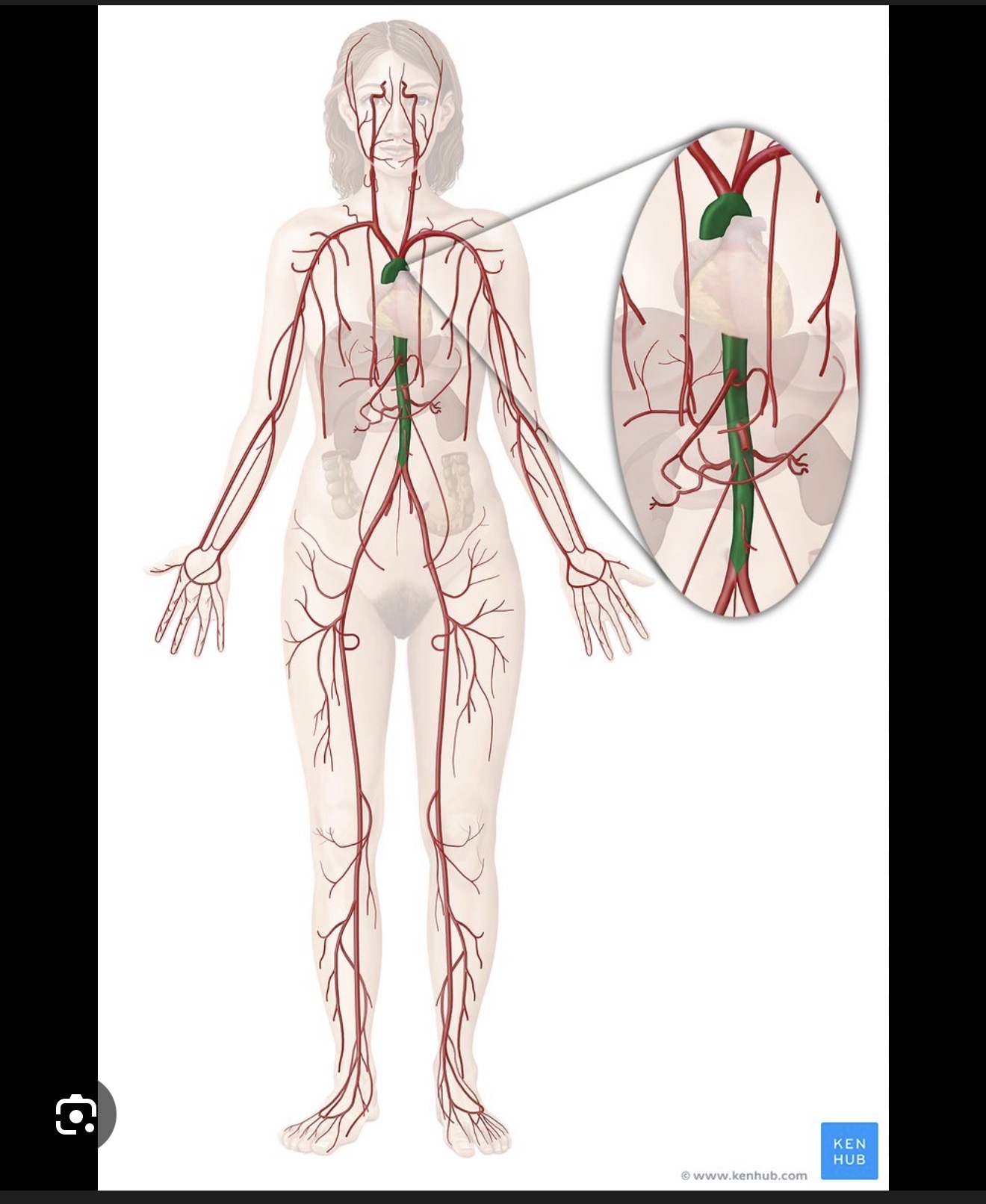 <p><span><span>Largest artery in the body, originating from the left ventricle and descending to the abdominal region</span></span></p>