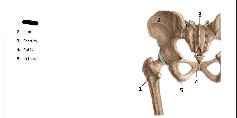 <p>What bone landmark is this within the <strong>Lower-Appendicular Skeleton?</strong></p>