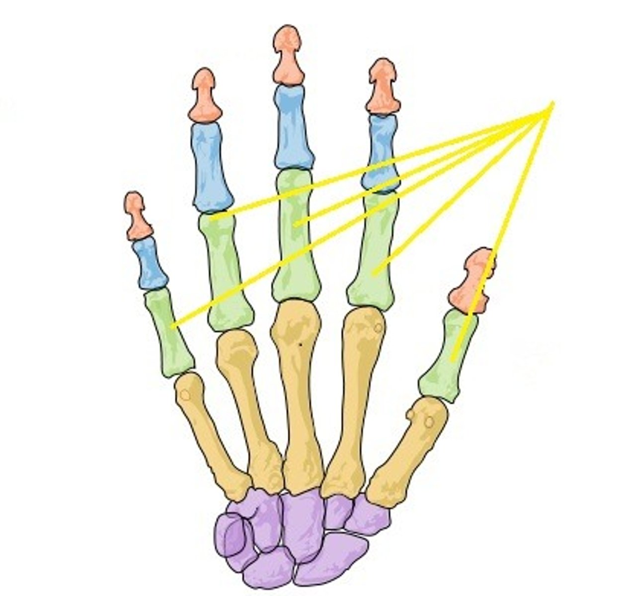 <p>closer to the point or origin or attachment</p>