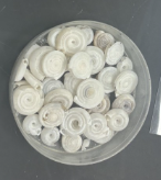 <p>What Phylum, Class, and type of spiral?</p>
