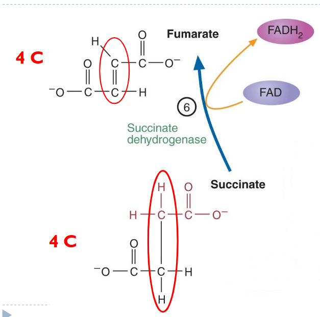 <p>(third oxidation) Succinate Dehydrogenase oxidizes succinate to fumarate by converted a C-C bond to a C=C bond. releasing a H+. FAD is converted to FADH2. (not NAD because theres not enough energy change in this reaction)</p><p>4C→ 4C</p><p>irreversible</p>