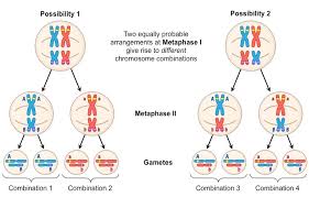 <p>Genes are arranged independently of each other (demonstrated by FOIL)</p>