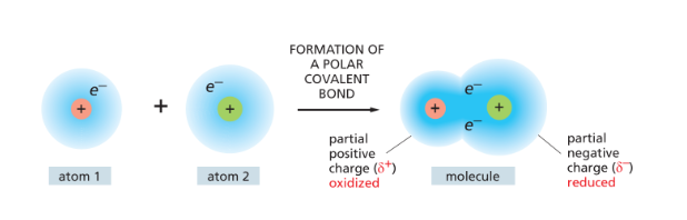 <ul><li><p>When carbon bonds to a more electronegative atom (like oxygen, chlorine, or sulfur), the electrons are pulled closer to that atom. The carbon <strong>loses some electron density</strong>, gets a <strong>slight positive charge (δ+)</strong>, and is <strong>oxidized</strong>.</p></li><li><p>When carbon is bonded to hydrogen, it <strong>holds more electron density</strong> than usual, gets a <strong>slight negative charge (δ–)</strong>, and is <strong>reduced</strong>.</p></li></ul><p></p>