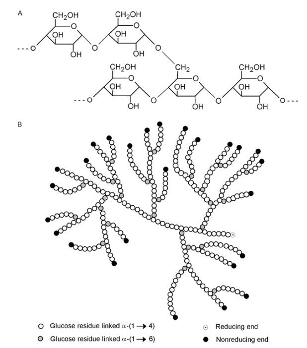 <p>A polymer formed by the condensation of many monosaccharides.</p>