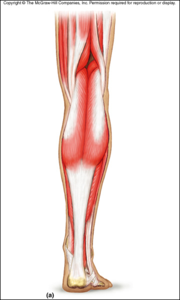 <p>Sural</p>