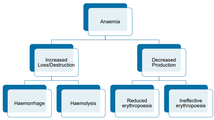 <p><strong>Increased Loss</strong></p><p>» Predominantly regenerative</p><p>» Red cell morphology extremely helpful in</p><p>refining likely causes</p><p>» Red cell parameters may be useful in</p><p>determining possible underlying mechanisms</p><p></p><p><strong>Decreased Production</strong></p><p>» Non-regenerative</p><p>» Red cell morphology might provide clues, but</p><p>often may be unremarkable</p>
