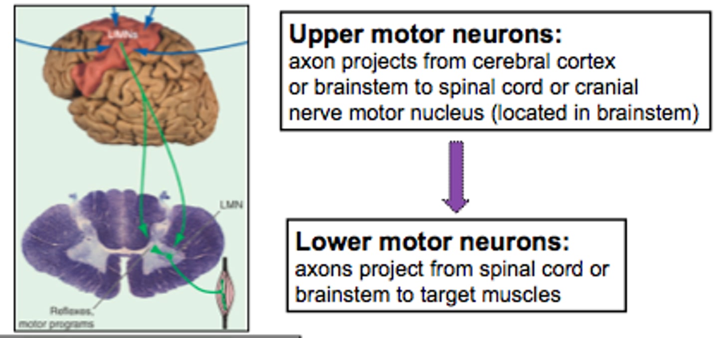 <p>Starts in brain → spinal cord</p>