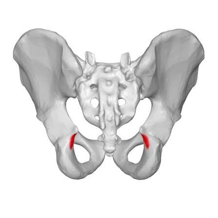 <p>ischium</p>
