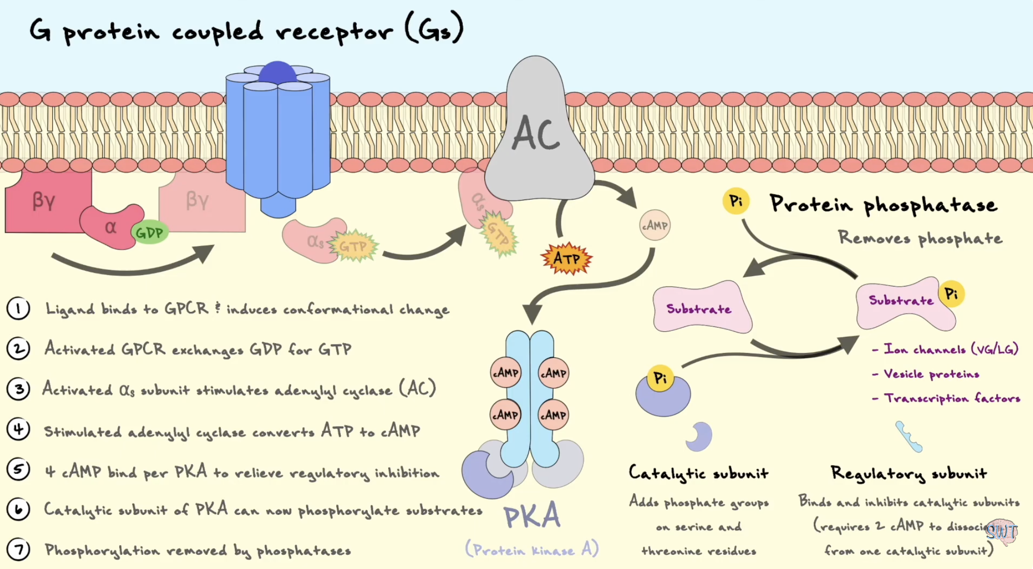 <p>Når et ligand aktiverer en <strong>Gs-koblet GPCR</strong>, fungerer reseptoren som GEF for <strong>Gαs</strong>. Gαs slipper GDP og binder GTP. Aktiv <strong>Gαs-GTP</strong> stimulerer <strong>adenylyl cyclase</strong> i plasmamembranen. Adenylyl cyclase omdanner <strong>ATP til cAMP</strong>.</p><p><strong>cAMP</strong> fungerer som en second messenger og aktiverer <strong>PKA</strong>, protein kinase A. I inaktiv tilstand holdes PKA sine katalytiske subenheter bundet av regulatoriske subenheter. Når cAMP binder de regulatoriske subenhetene, frigjøres de katalytiske subenhetene og blir aktive.</p><p>PKA kan fosforylere målproteiner i cytosol, men kan også gå inn i kjernen. Der kan PKA fosforylere <strong>CREB</strong>, en transkripsjonsfaktor. Fosforylert CREB binder <strong>CRE-sekvenser</strong> i DNA og rekrutterer koaktivatorer, slik at transkripsjon av målgenene øker. Dermed kan et signal utenfra cellen føre til endret genuttrykk.</p><p></p><p><strong>Process line:</strong><br>Gs-GPCR → Gαs-GTP → adenylyl cyclase → cAMP ↑ → PKA aktiveres → CREB fosforyleres → genuttrykk endres</p>
