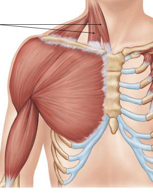 <p>sternocleidomastoid</p>