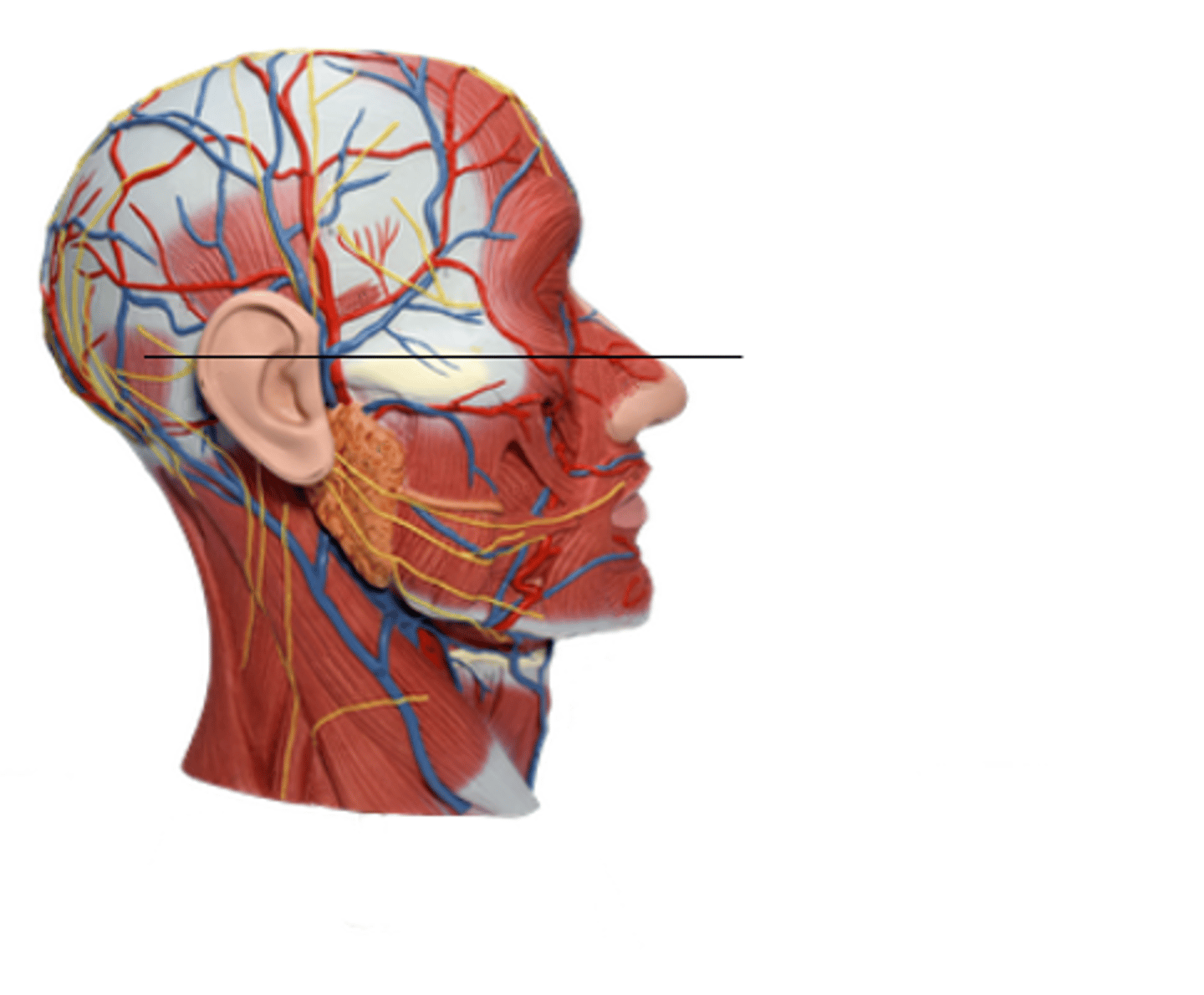 <p>Location: Muscle at the posterior of the skull</p><p>Action: Pulls scalp posteriorly</p>