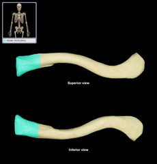 <p>Name this specific part of the clavicle.</p>