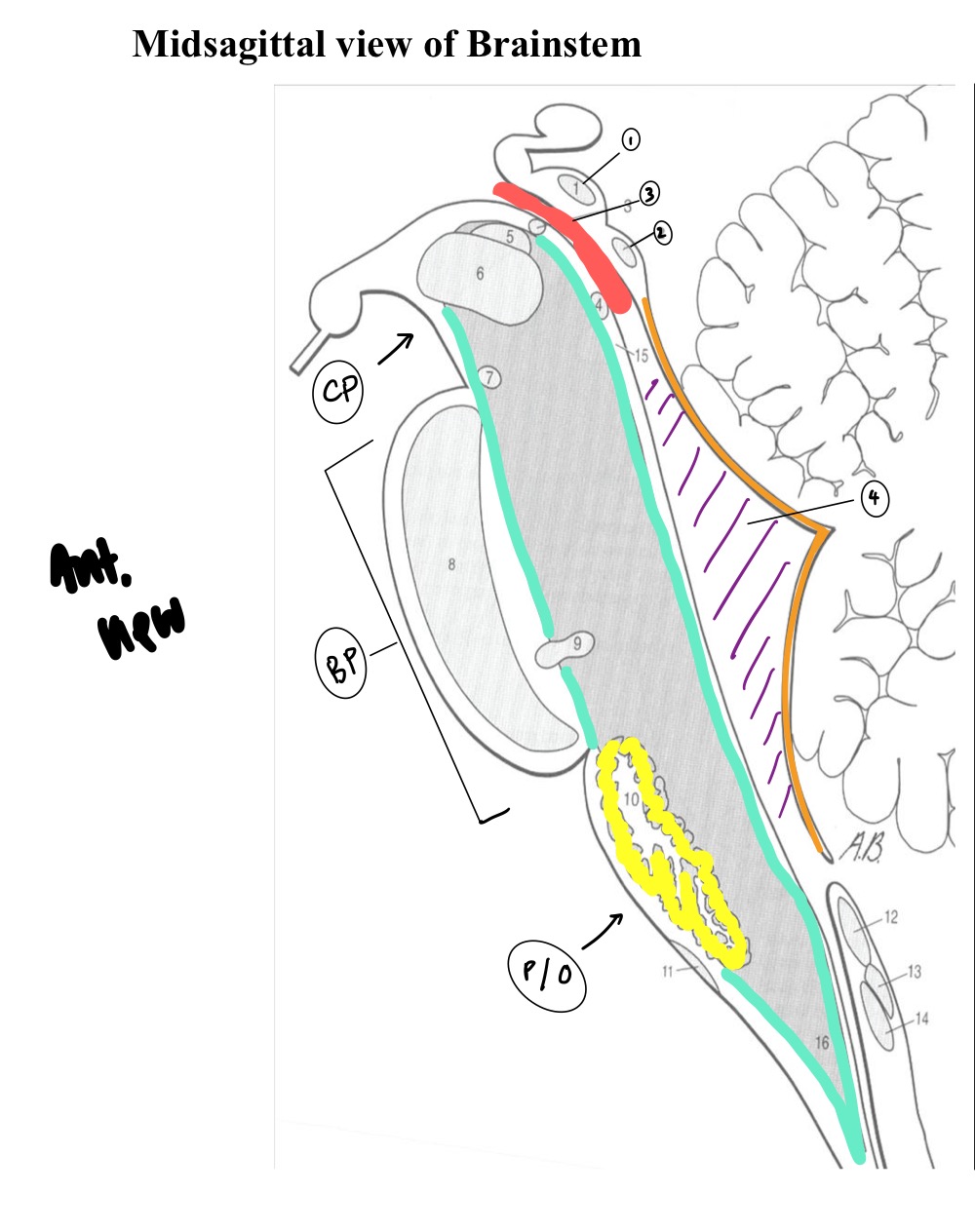 <p>Within the brain stem, what structure does the yellow outlined region and P/O refer to? </p>