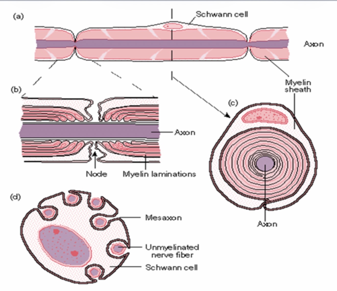 <p>Schwann Cell : Myelination of Axon : Insulates the axon and increases the speed of nerve impulse conduction : Nodes of Ranvier Function : Allows rapid conduction of nerve impulses by saltatory conduction.</p>