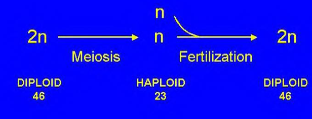 <p>One of the important features of meiosis is that it</p><p><strong>reduces </strong>the number of chromosomes by ____. </p><ul><li><p>_____ cells become _____ cells, since meiosis involves <strong>two</strong> rounds of division, it actually produces four daughter cells. </p></li><li><p>When the haploid cells join at _______ (egg cell and sperm cell), the</p><p>diploid condition is <strong>restored</strong></p></li></ul><p></p>