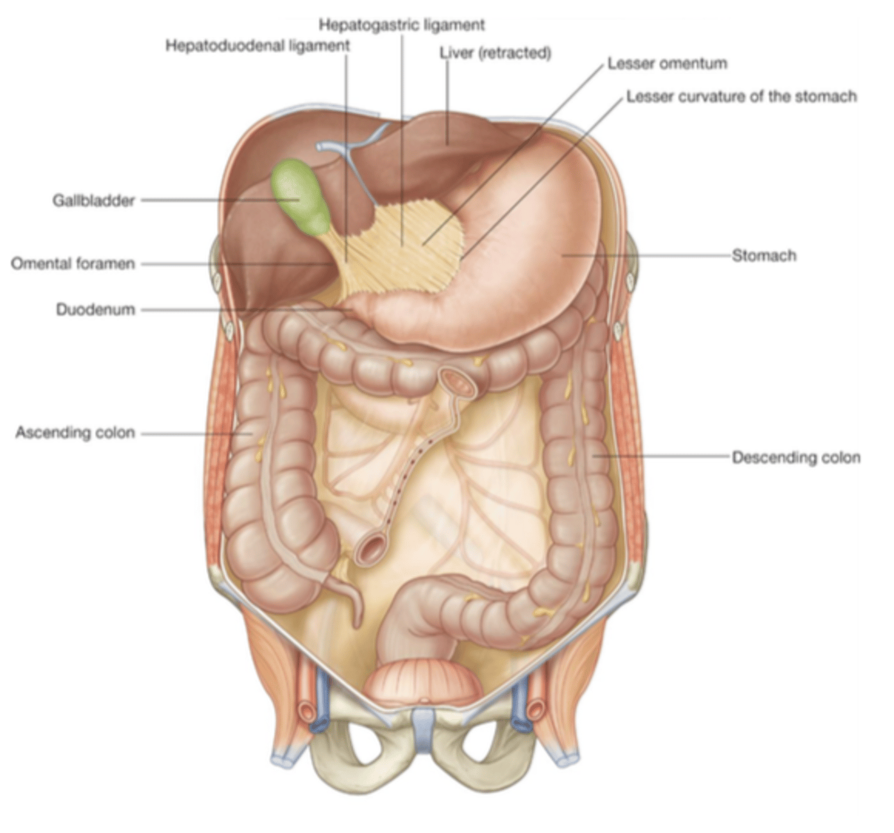 <p>spans the curvature of the stomach to the liver</p>