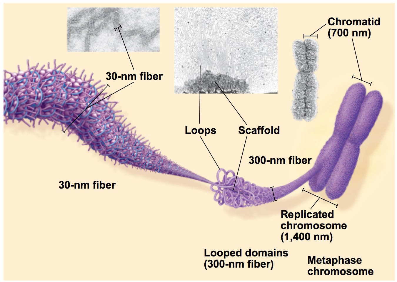 <ul><li><p>further compaction of chromatin</p></li><li><p>30 nm fiber → 700 nm fiber</p></li><li><p>large loops and coils and folds</p></li><li><p>the width of a whole chromosome is 1400 nm</p></li></ul><p></p>