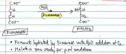 <p>fumarate → malate is catalyzed by <strong>_____</strong>, hydrating fumarate by adding water to form malate.</p>