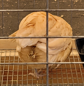 <p>What kind of hen is this?</p>