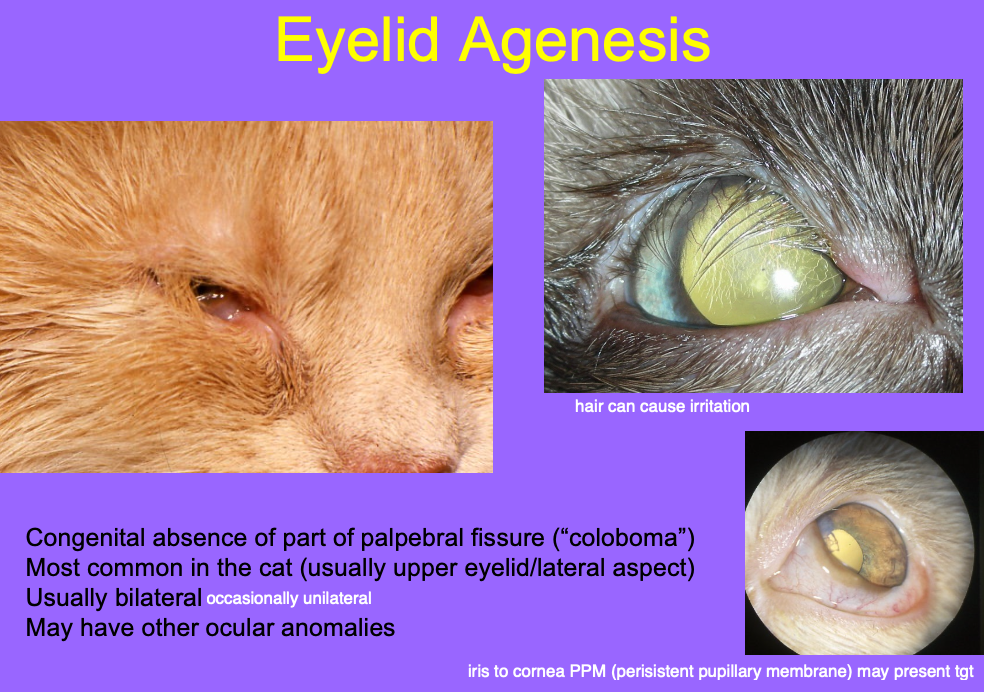 <p>Usually bilateral</p><p>May have other ocular anomalies (e.g. iris to cornea PPM)</p>
