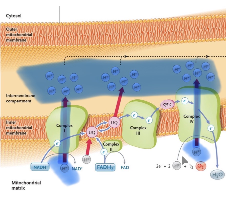 <ul><li><p>The hydrogen protons are moved from the matrix and into the intermembrane space via use of free energy released from electrons</p><ul><li><p>Through the pumping from C1, C4, and UQ</p></li></ul></li><li><p>NADH donate to C1 and FADH2 donate to C2</p></li><li><p>Creates electrochemical gradient</p></li></ul><p></p>