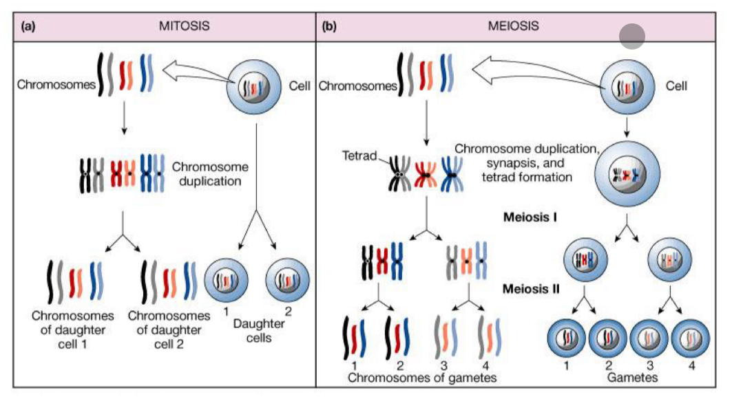 <p>Process involves Meiosis</p><p>• DNA replicated once</p><p>• Cells undergo division twice</p><ul><li><p>Meiosis 1 and meiosis 2</p></li><li><p>Random assortment possible (non-homologous recombination) </p></li></ul><p></p><p>In contrast: Mitosis = normal cell division</p><p>• DNA replicated once</p><p>• Cells undergo division once</p><ul><li><p>Found in somatic cells</p></li></ul><p></p>