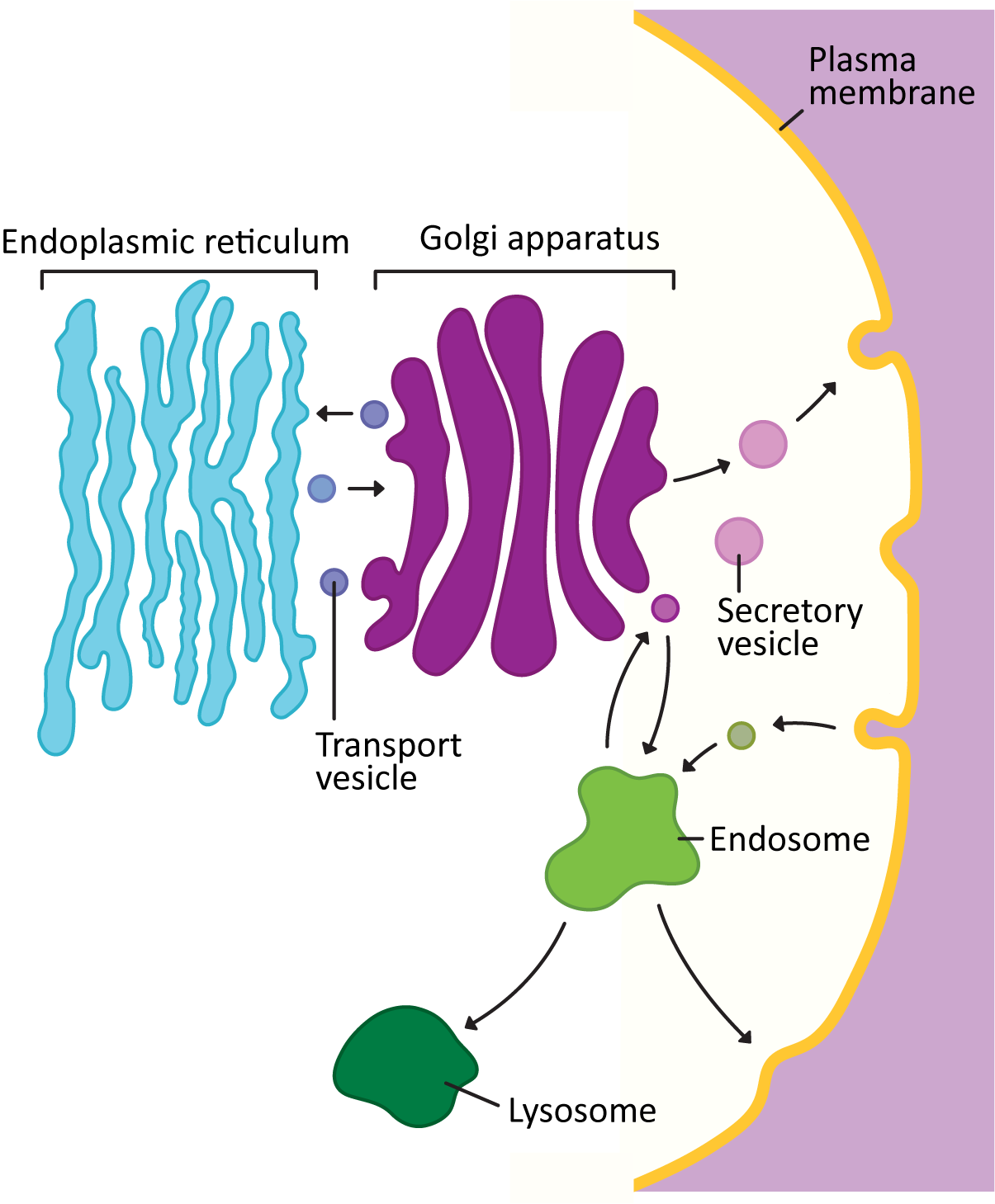 <p>Endomembrane system</p>