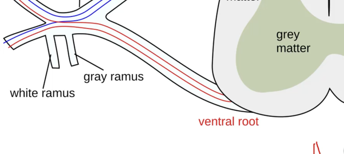 <p>the cord coming out of the neuron</p>