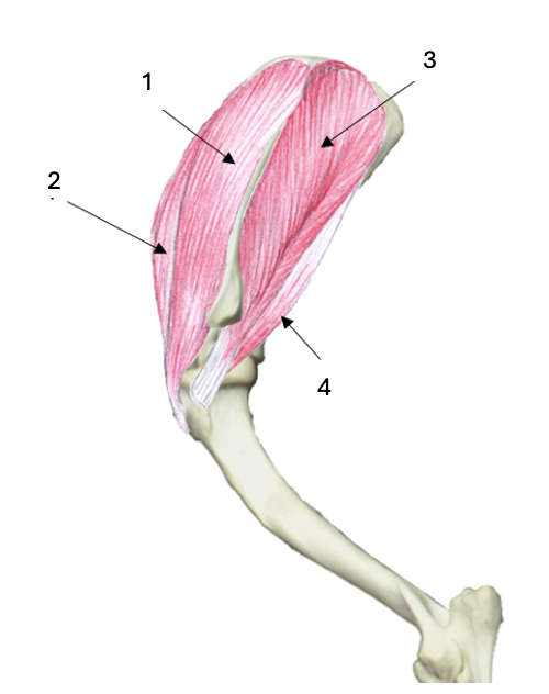 <p>What muscle group is this?</p><p>What muscles are these?</p>