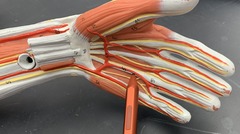 <p>Serves the fingers (or toes in the foot)</p>