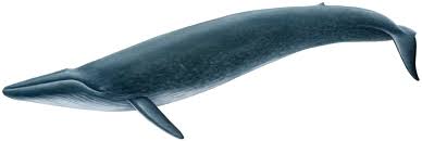 <p>Blue whale</p>