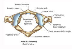 <p>C1</p><p>- articulates with occipital condyles of the skull</p><p>- does not have a body</p><p>- consists of anterior and posterior vertebral arches & tubercles</p><p>- superior articular facets</p><p>inferior articular facets </p><p>- allows head to move in "yes" manner</p><p>- largest vertebral foramen of all vertebrae</p>