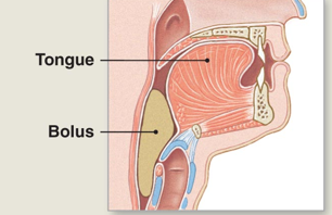 <p>Step 2 of mouth propulsion</p>