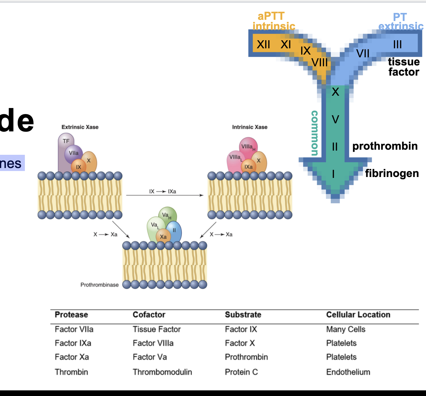 <p>on phospholipid membranes</p><p>⚬ extrinsic Xase</p><p>￭ starts coagulation</p><p>⚬ intrinsic Xase</p><p>￭ amplifies factor X activation</p><p>⚬ prothrombinase</p><p>￭ receives Xa from either complex</p><p>￭ converts prothrombin to thrombin</p>
