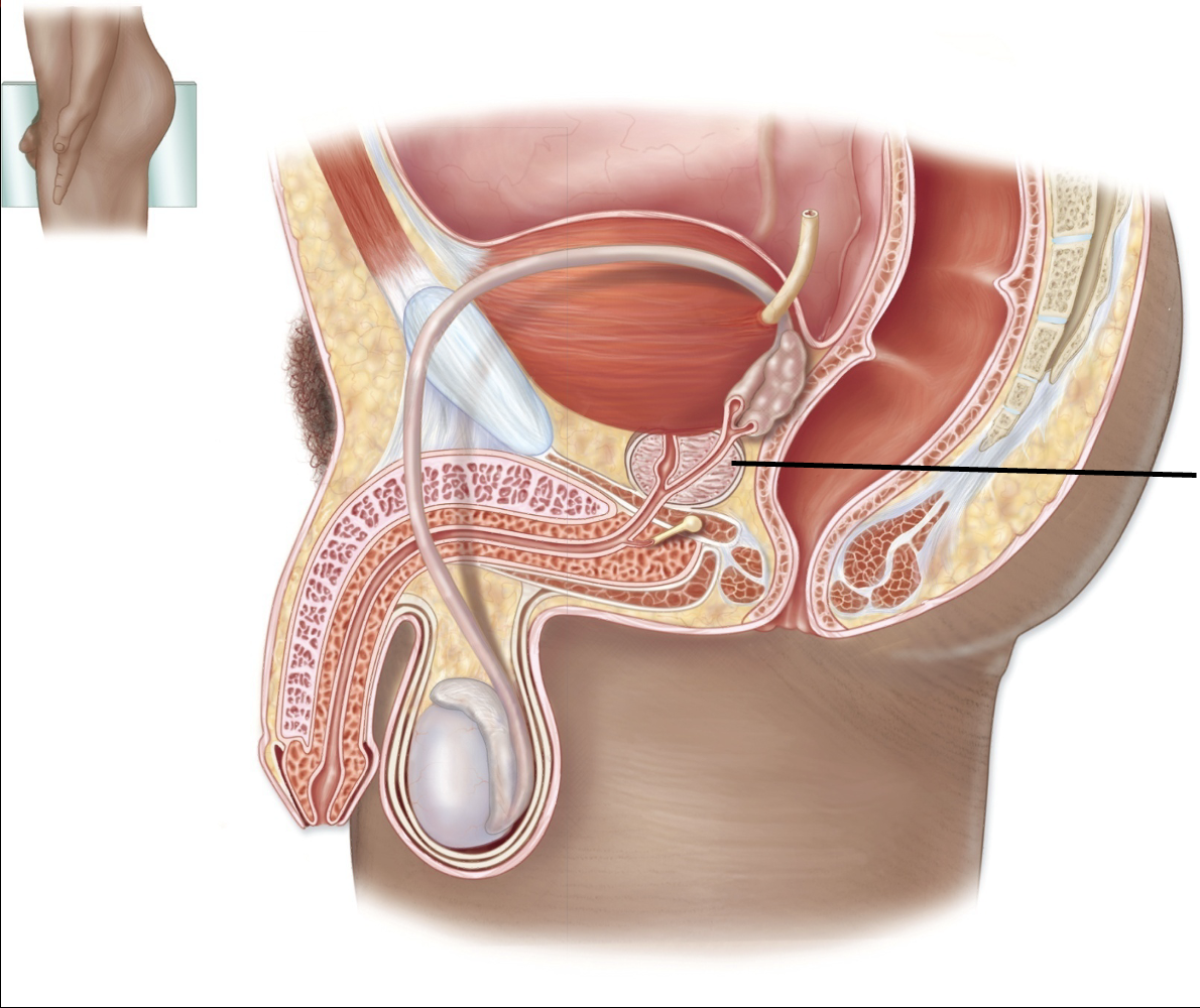 <p>What is this structure?</p>