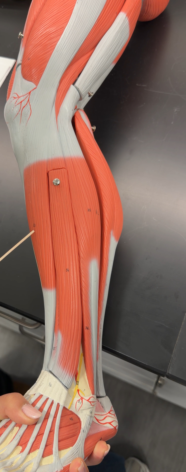 <p>name the muscle and its function </p>